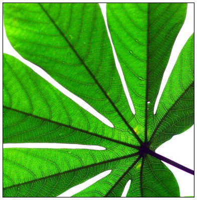 Palm leave