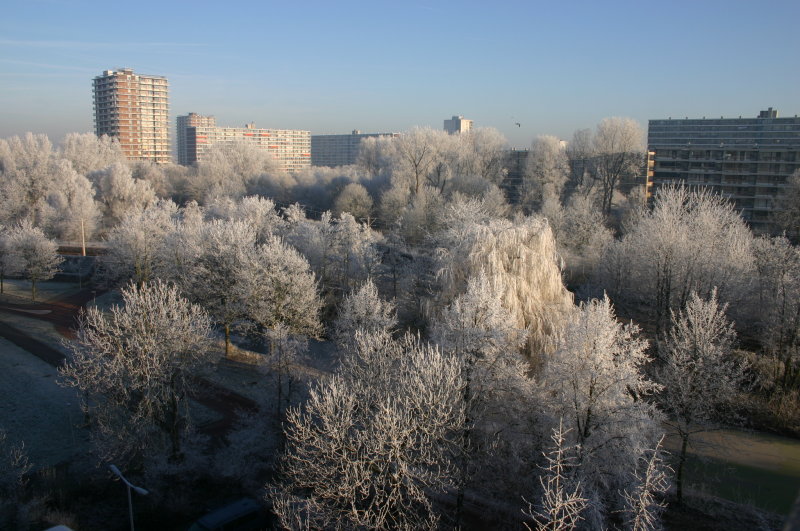Winterfrost...backside.