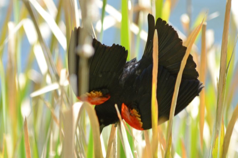 Red-winged Blackbird - Palomar Mtn. State Park