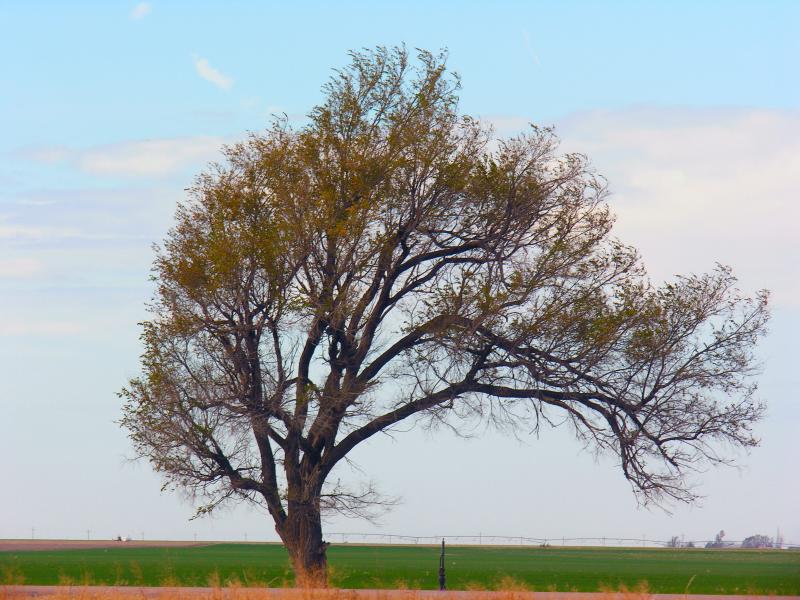 Wind-shaped Tree