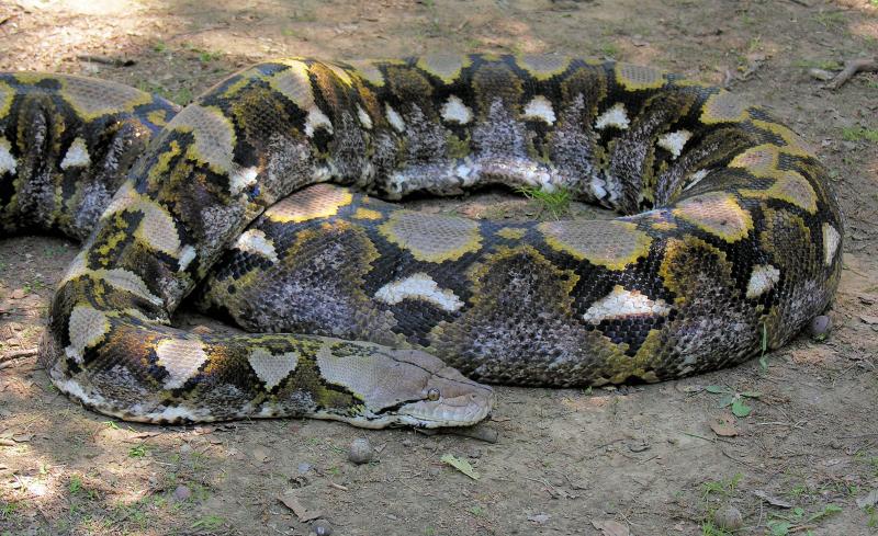 300 pound Python