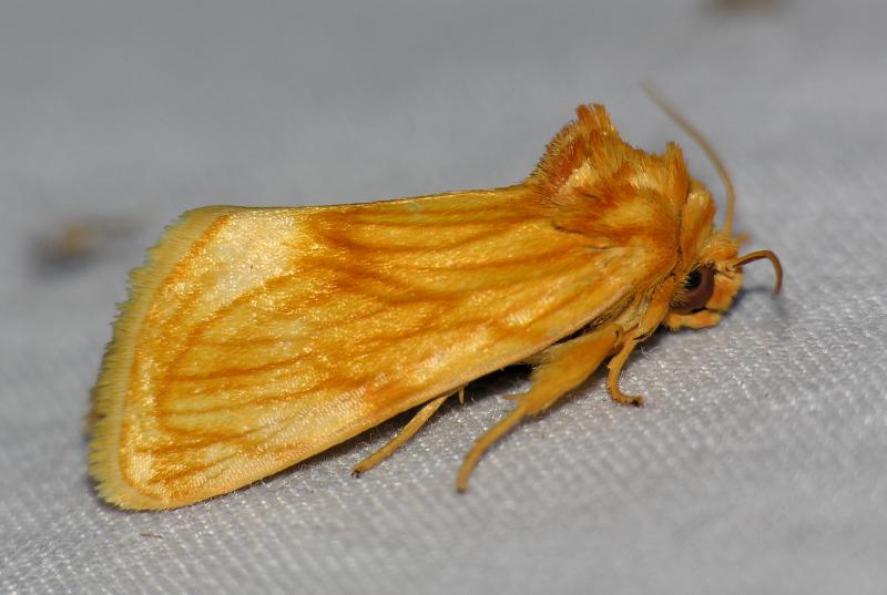 9766 Goldenrod Stowaway - Cirrhophanus triangulifer