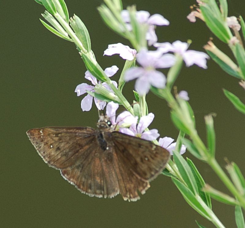 Unidentified Duskywing Skipper