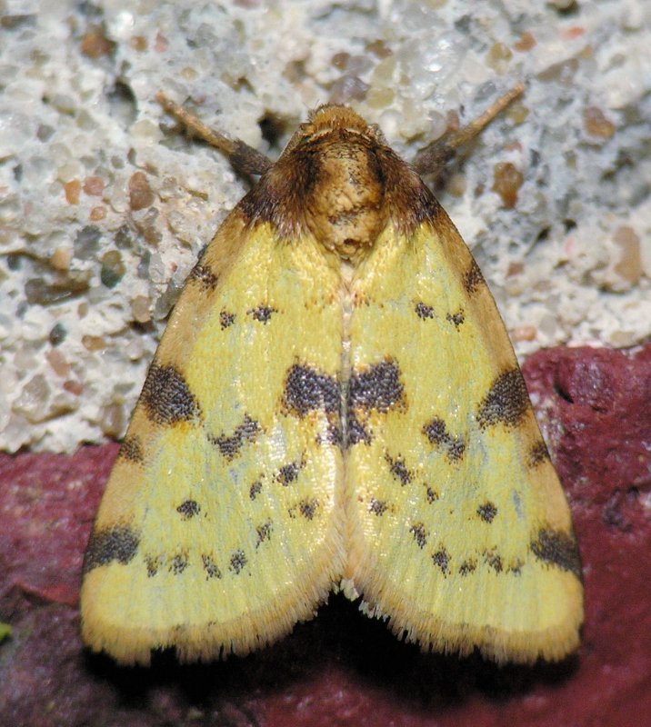 9725 Obtuse Yellow - Stiriodes obtusa