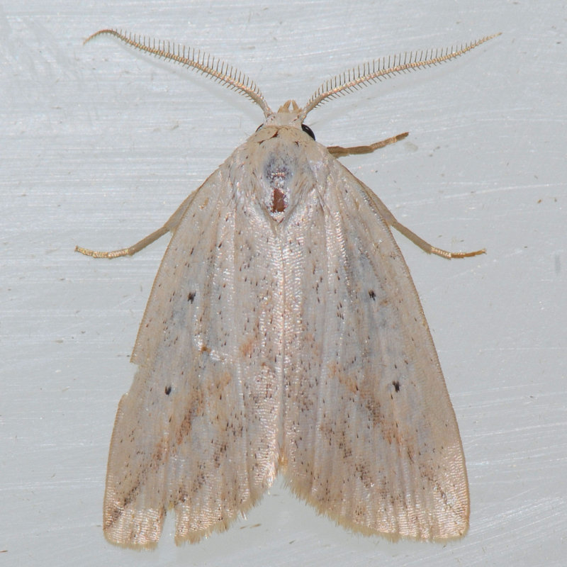 9819   Oblique Grass Moth - Amolita obliqua