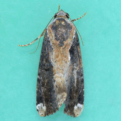 9637.1  Orbed Narrow-wing - Magusa divaricata