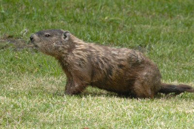 Woodchuck (Groundhog)