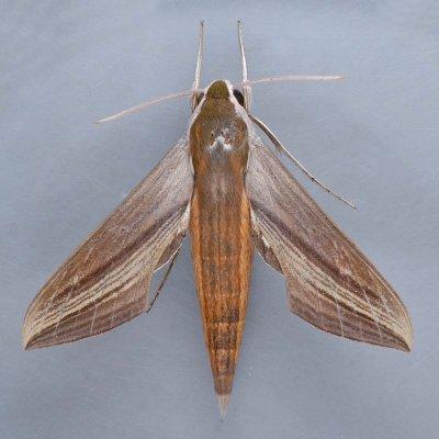 7890  Tersa Sphinx   Xylophanes tersa