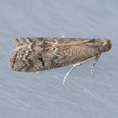5926 Elm Leaftier Moth – Canarsia ulmiarrosorella