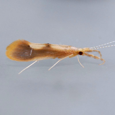 Caddisfly -  Triaenodes genus