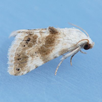 9076 Everlasting Bud Moth - Eublemma minima