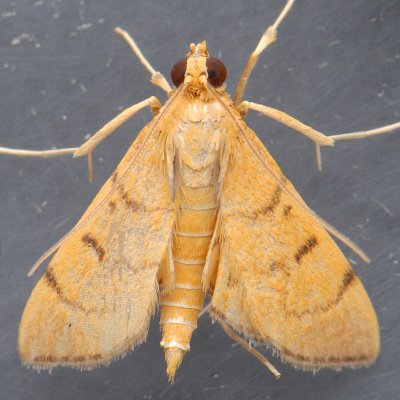 5212 Bean-leaf Webworm Moth - Omiodes indicata