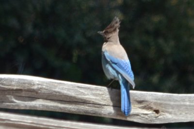 Stellar's Jay - Palomar Mtn. State Park