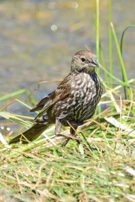 Red-winged Blackbird - Palomar Mtn. State Park