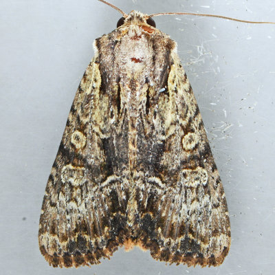 9329.1 Apamea quinteri