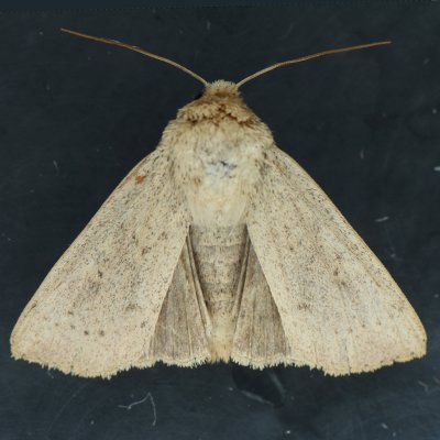 10461 Ursula Wainscot Moth - Leucania ursula