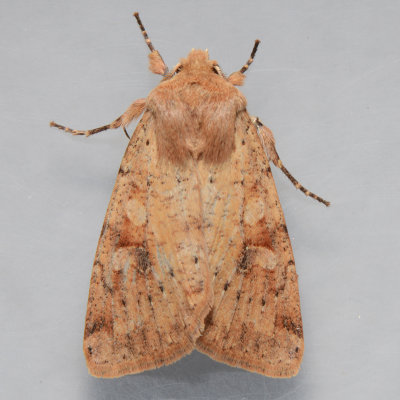 10487  Ruby Quaker - Orthosia rubescens