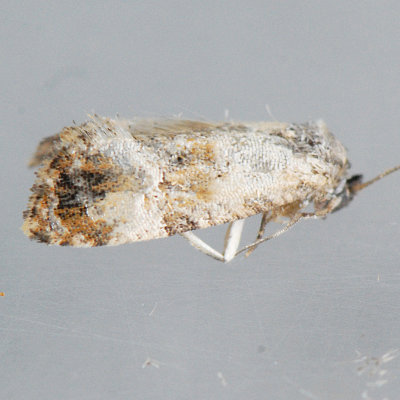 3776 Cochylichroa hoffmanana - Hoffman's Cochylid