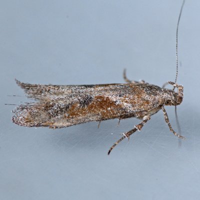 1986 Goldenrod Elliptical-Gall Moth - Gnorimoschema gallaesolidaginis