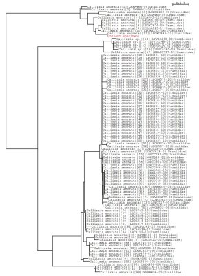 Callizzia amorata tree using all data