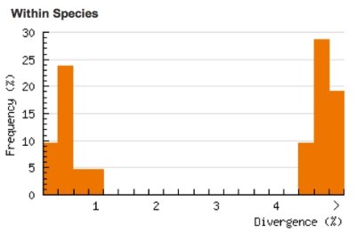 Sparganothis distincta divergence