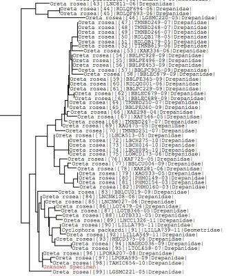 Tree using all BOLD data