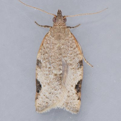 Clepsis virescana - Two species?