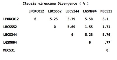 Clepsis virescana Divergence