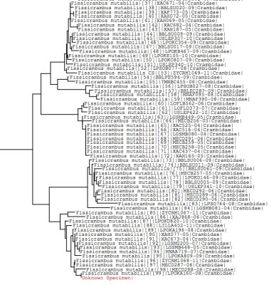 Tree using all BOLD data