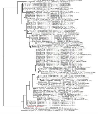 Tree using all BOLD data