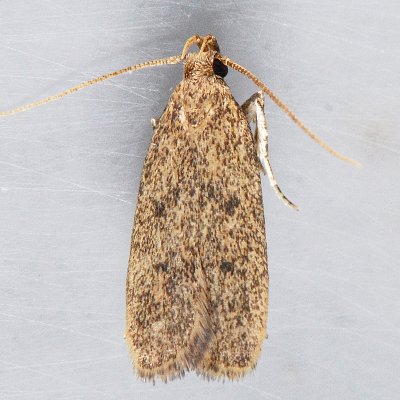 1136.1  Juniper Tip Moth - Glyphidocera juniperella