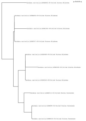 Tree using local and public data