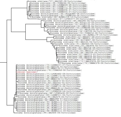 Tree using all BOLD data