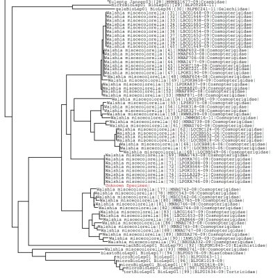 Tree using all BOLD data