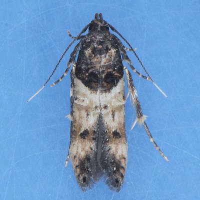 Walshia miscecolorella - Three species?