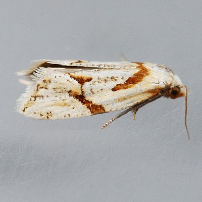 3760.1 Seriated Aethes Moth - Aethes seriatana