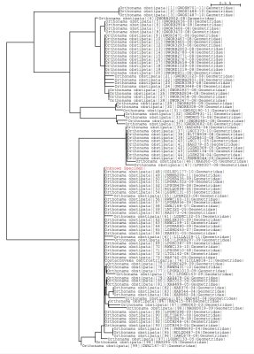 Tree using all BOLD data