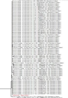 Tree using all BOLD data