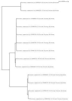 Tree using local data