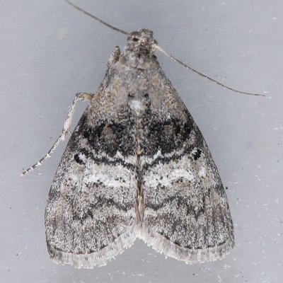Pococera asperatella - 2 species