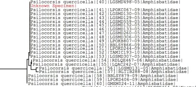 Tree 1 using all BOLD data