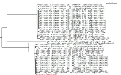 Tree 2 using all BOLD data
