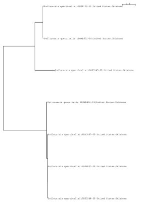 Tree using local data