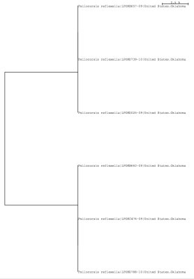 Tree using local data