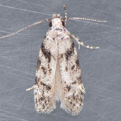 Pseudotelphusa quercinigracella - 2 species