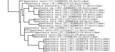 Tree using all BOLD data