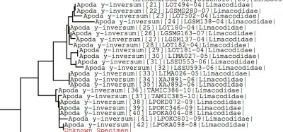 Tree using all BOLD data