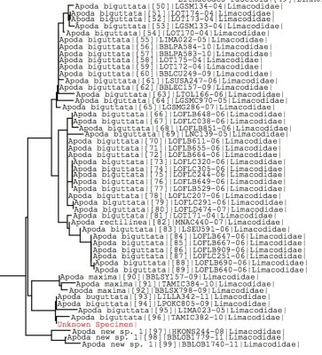 Tree using all BOLD data