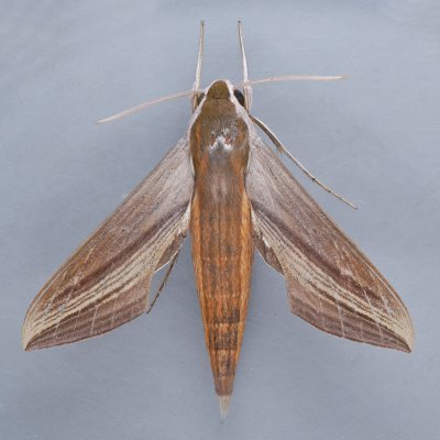 Xylophanes tersa - 2 species?