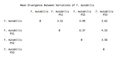 Divergence Matrix for UPDATED tree